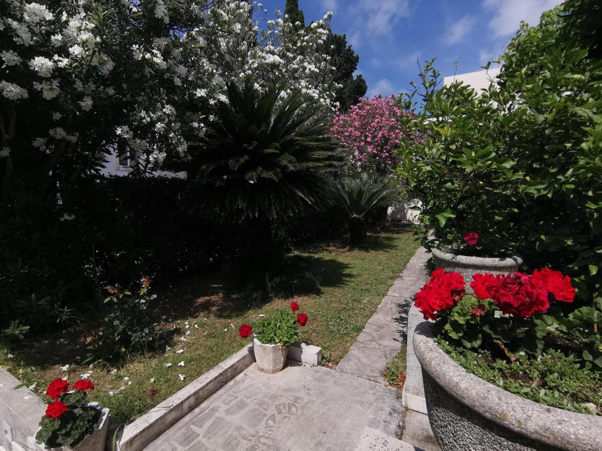 Apartments Maris Garden Petrovac Eksteriør billede
